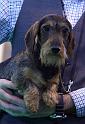 Crufts_dachshunds 779